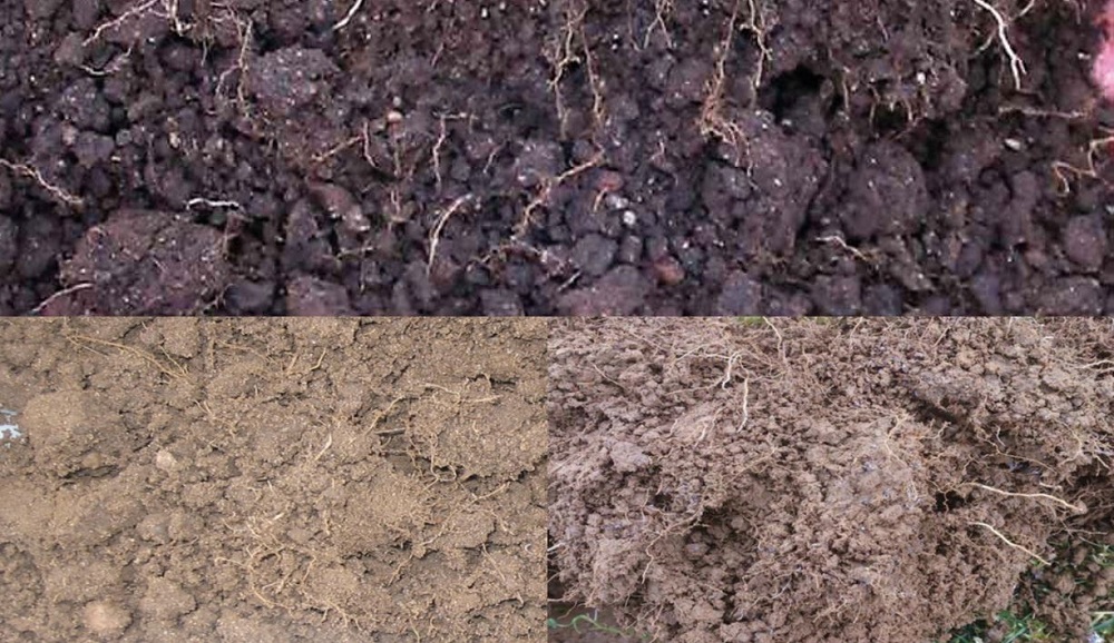 Examples of soil with a VESS score of 1